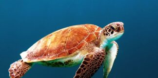 I built an app that does triangulation of points on the earth