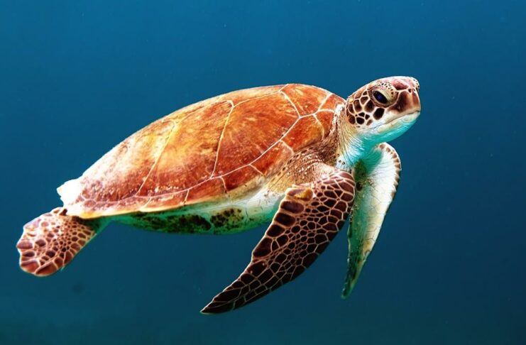 Android L Will Keep Your Secrets Safer